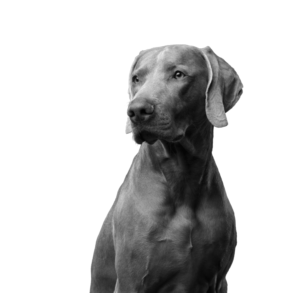 Dog photo for Biohance