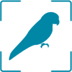 Parrot